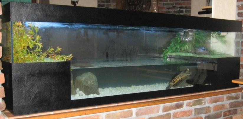 Aquarium tortue – Terrariumbois